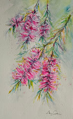 Callistemon in Bloom