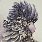Red-tailed Black Cockatoo