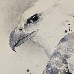 Watercolor and ink portrait painting of a White bellied Sea Eagle.