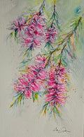 Callistemon in Bloom