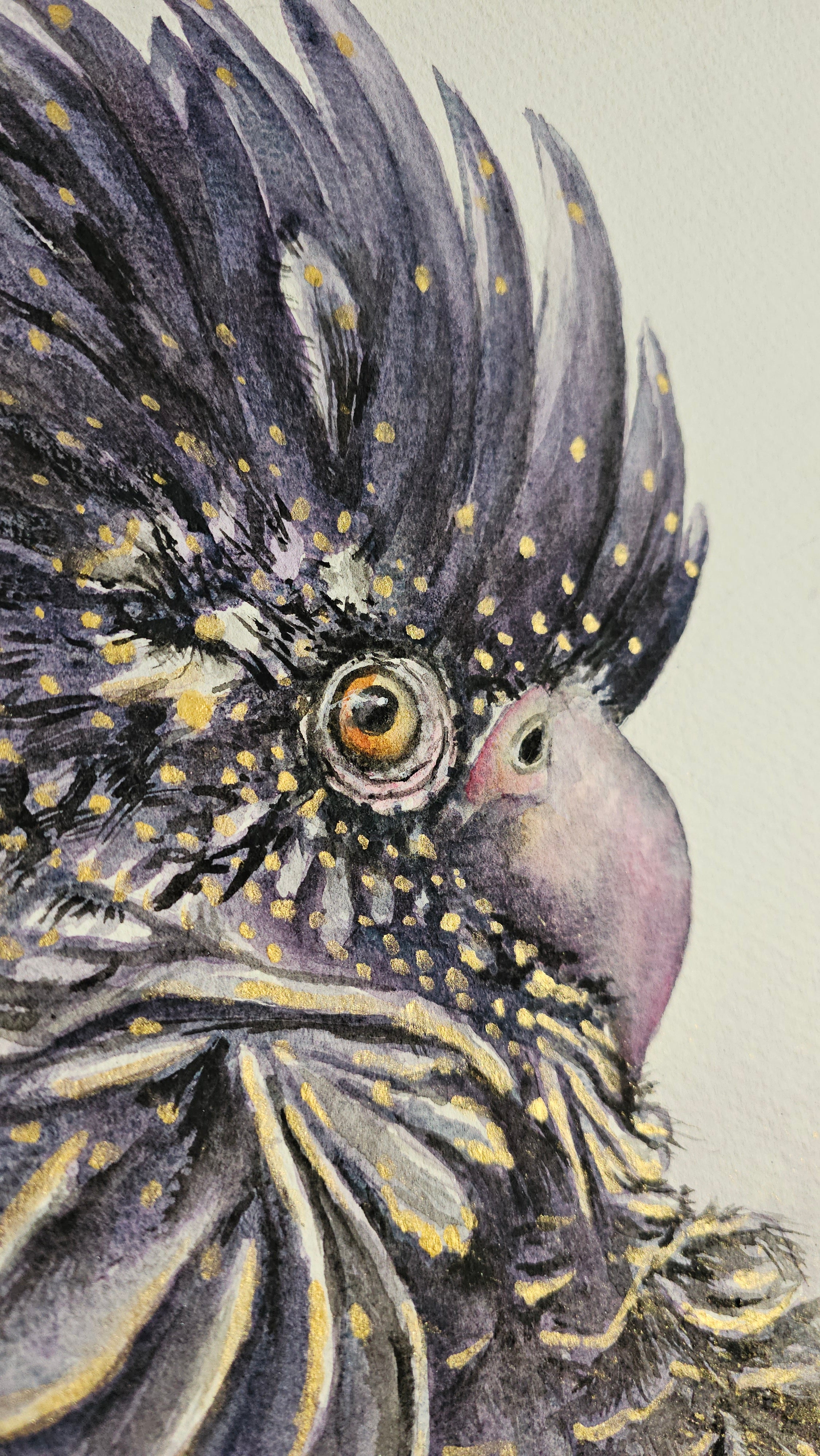 Red-tailed Black Cockatoo