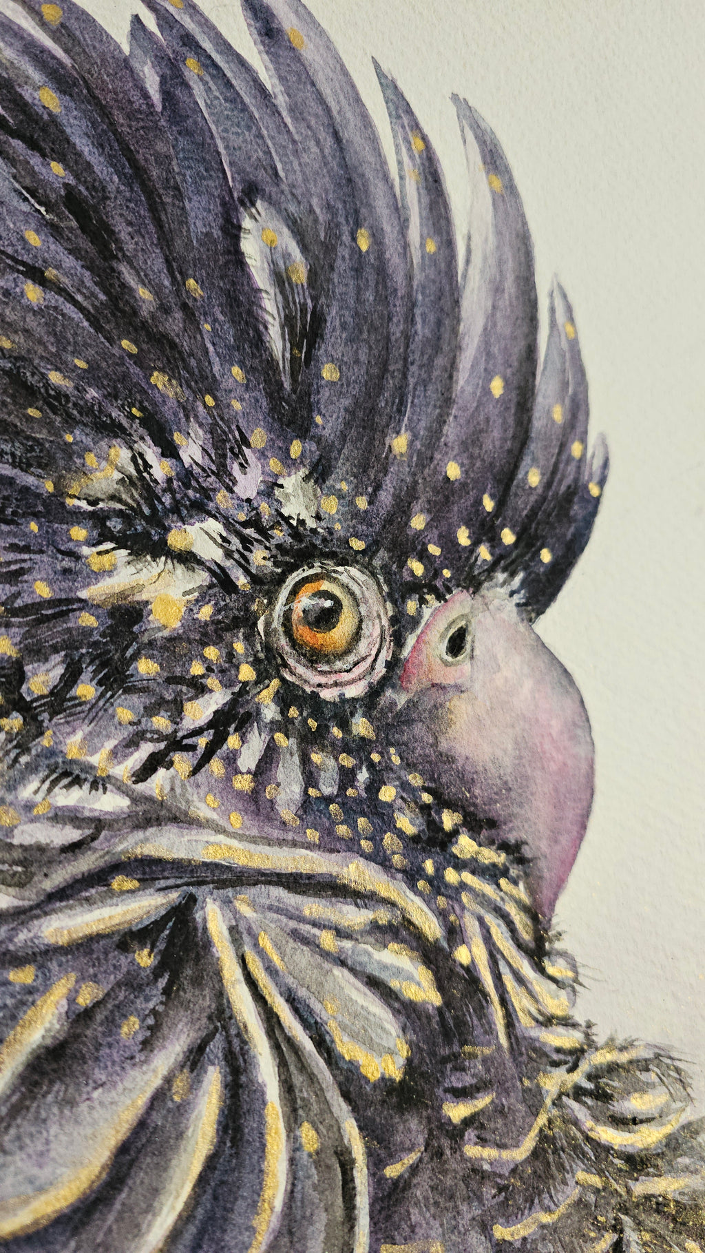 Red-tailed Black Cockatoo