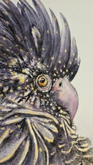 Red-tailed Black Cockatoo