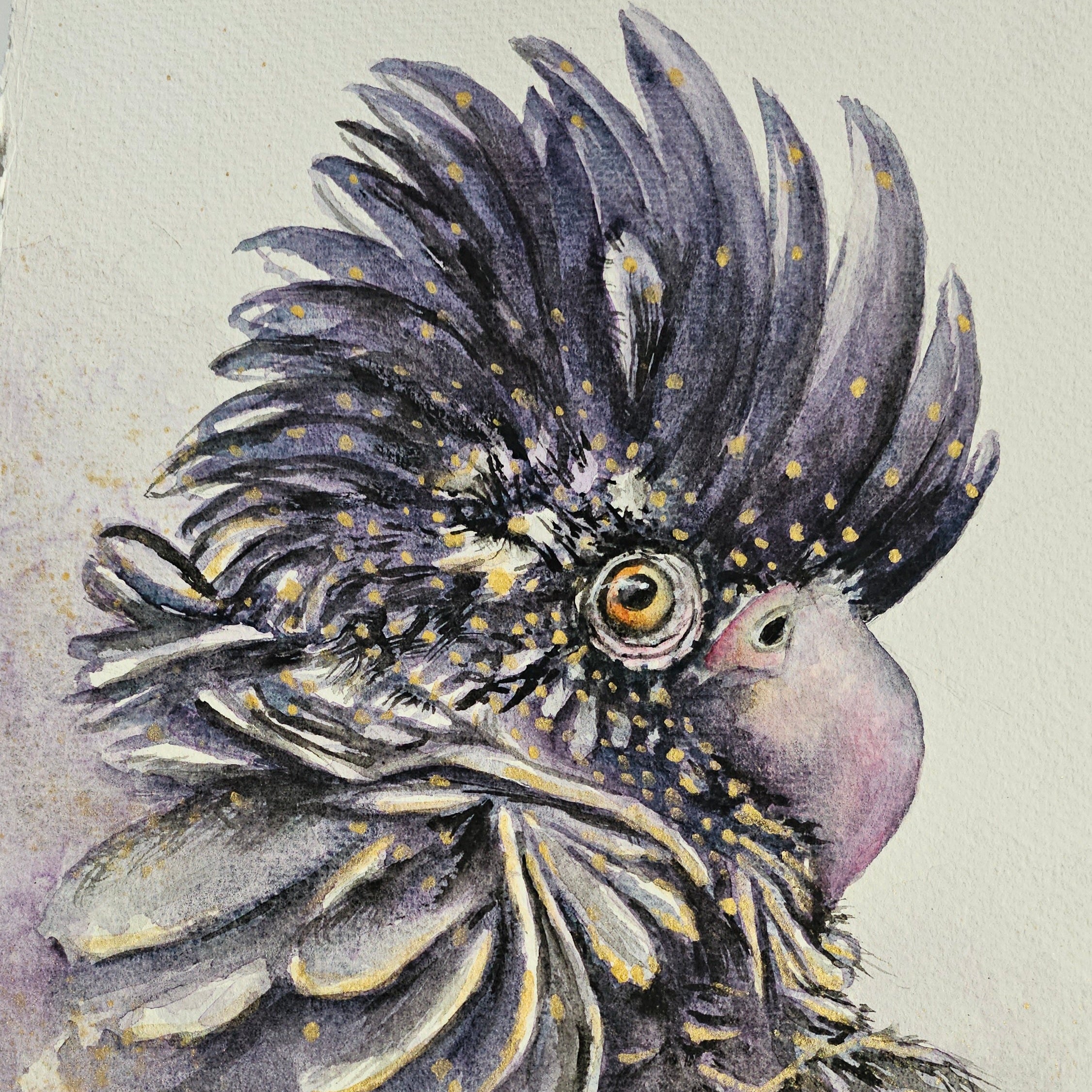 Red-tailed Black Cockatoo