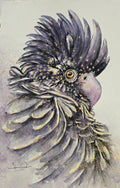 Red-tailed Black Cockatoo