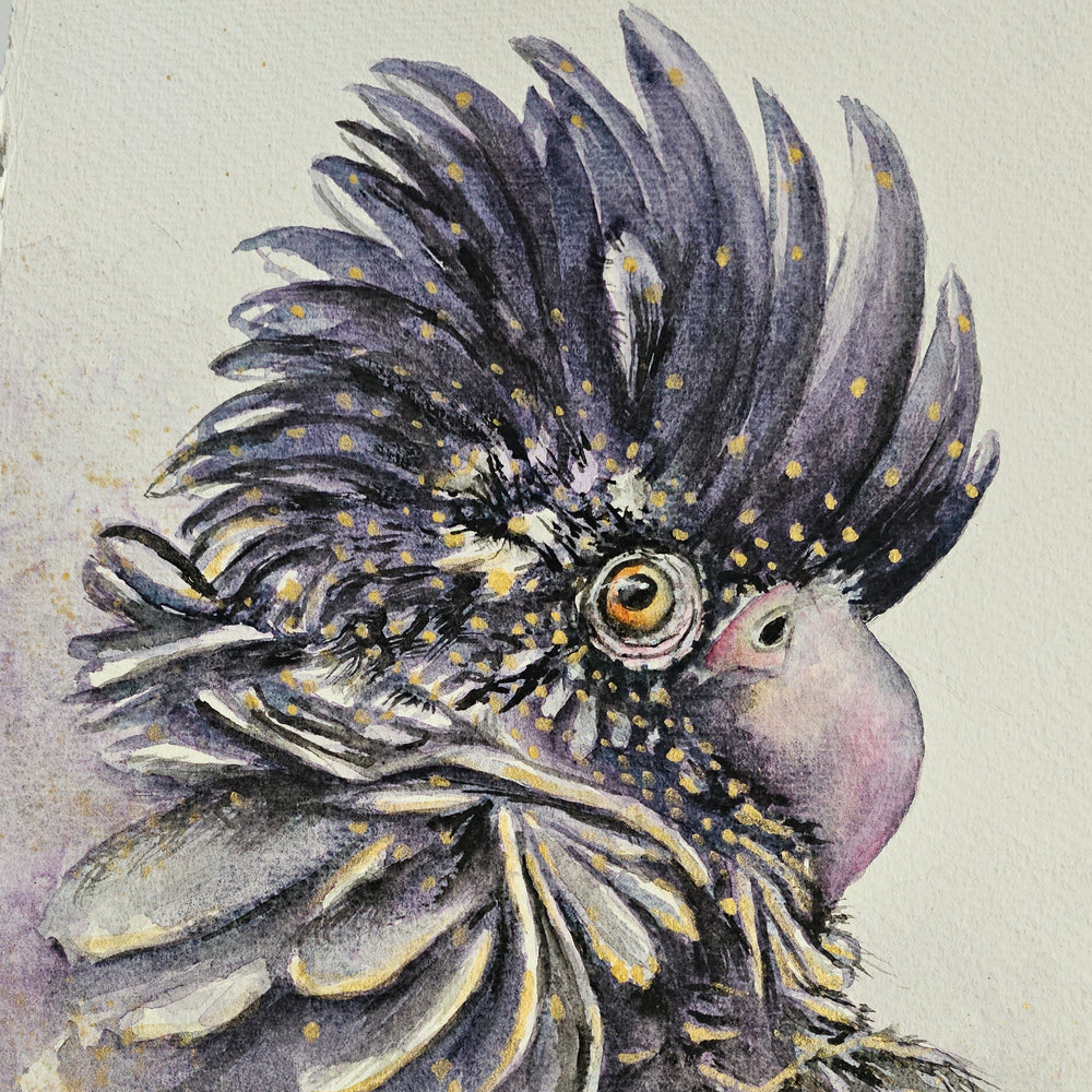 Red-tailed Black Cockatoo