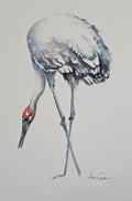 Do the Brolga Yoga