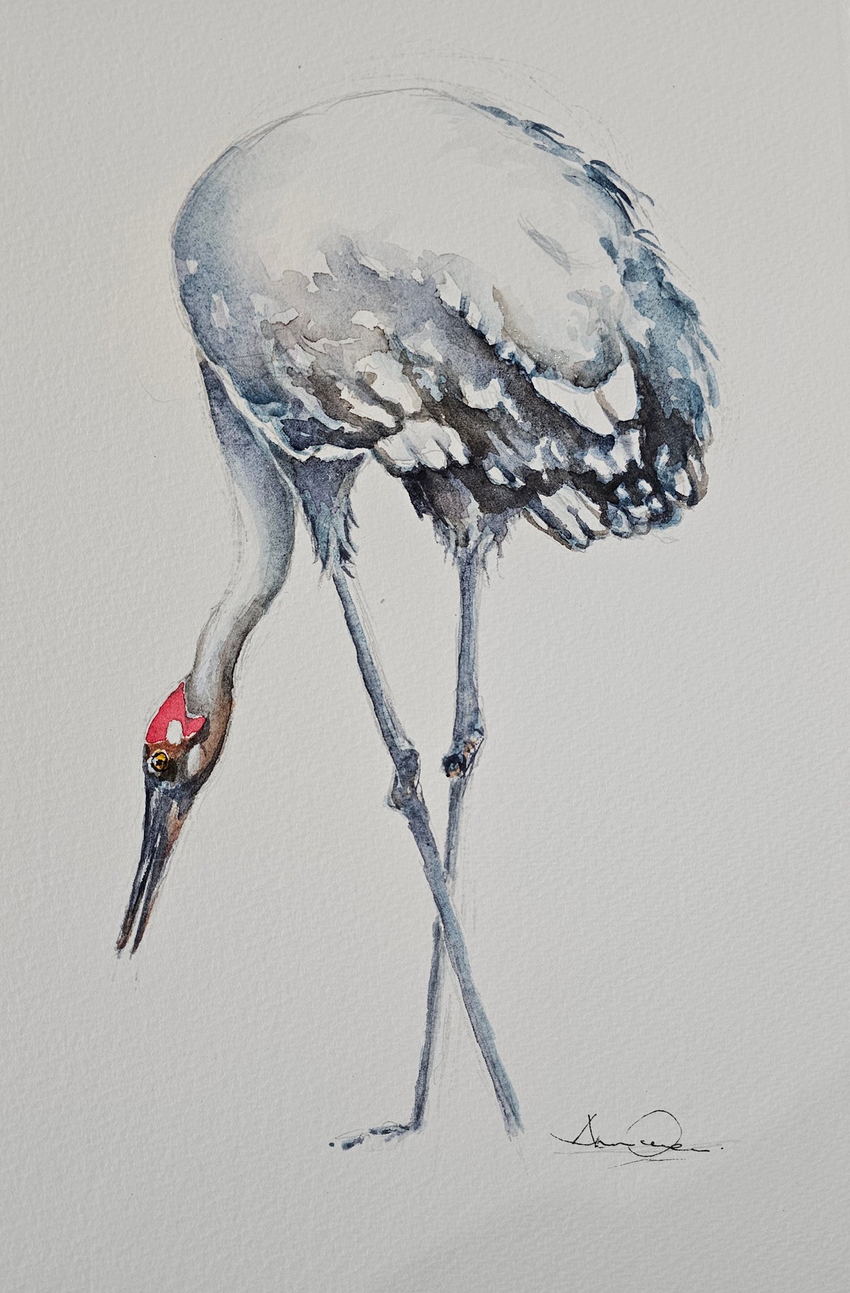 Do the Brolga Yoga