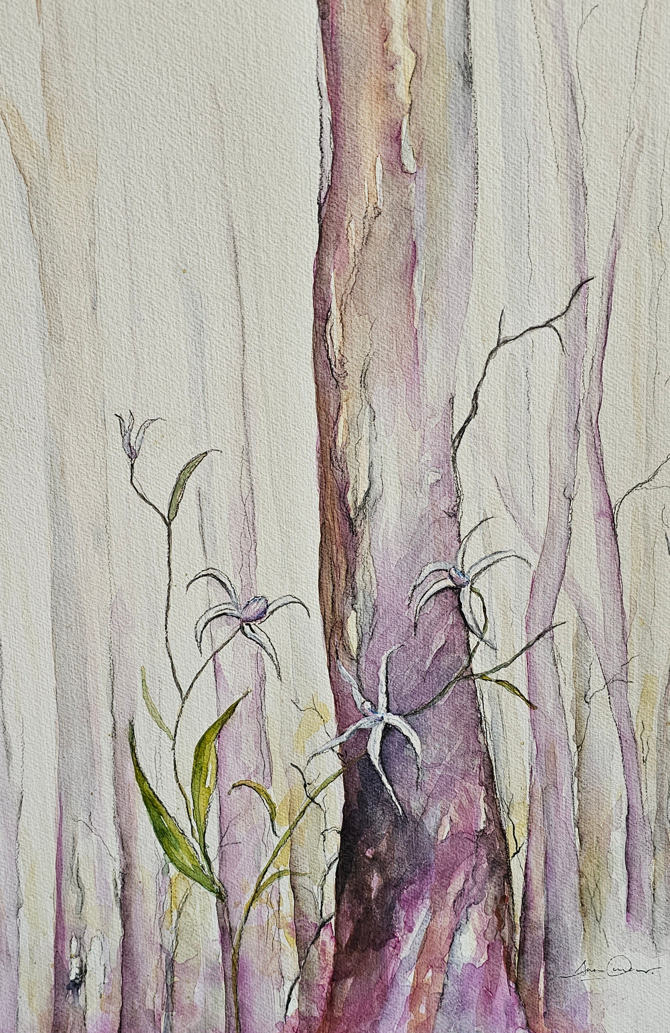 Karri Forest at Dawn