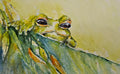 Little Green Tree Frog