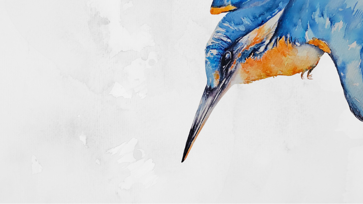 Watercolour artwork of an azure kingfisher with vivid blue, orange, and white tones.