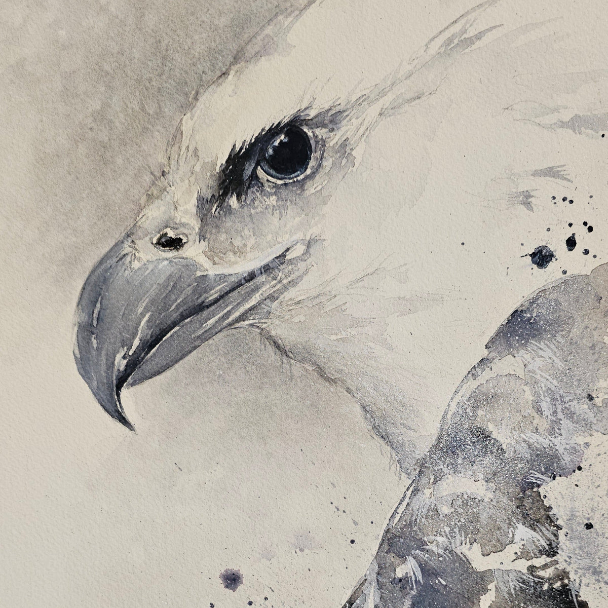 Watercolor and ink portrait painting of a White bellied Sea Eagle.  