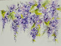 Wisteria in Bloom