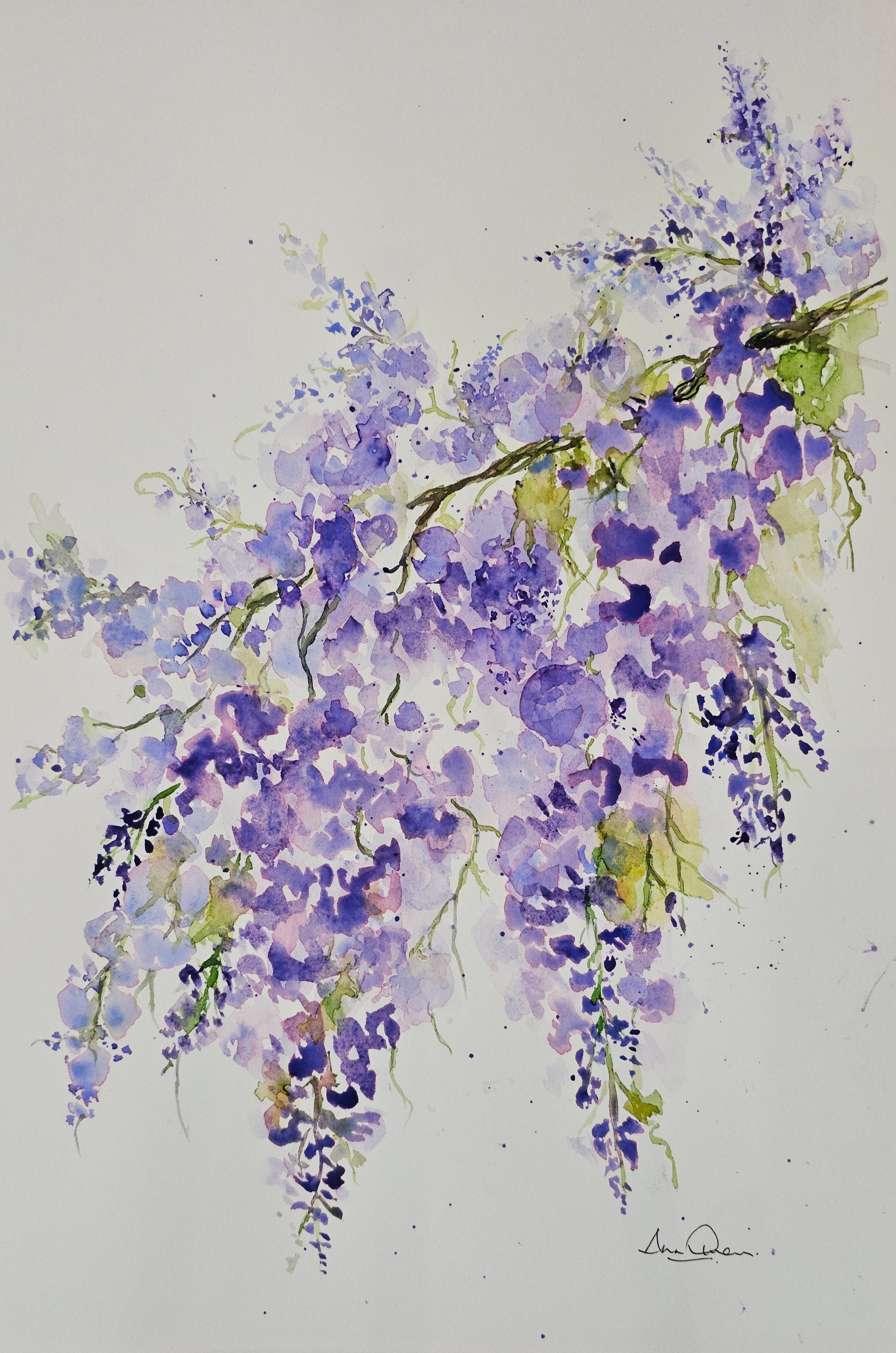 Wisteria